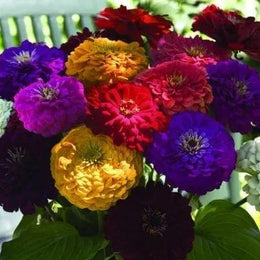 Mélange de zinnia 'Benary's Giant'