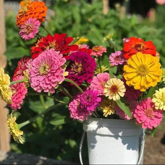 Organic 'Giants of California' Zinnia Mix