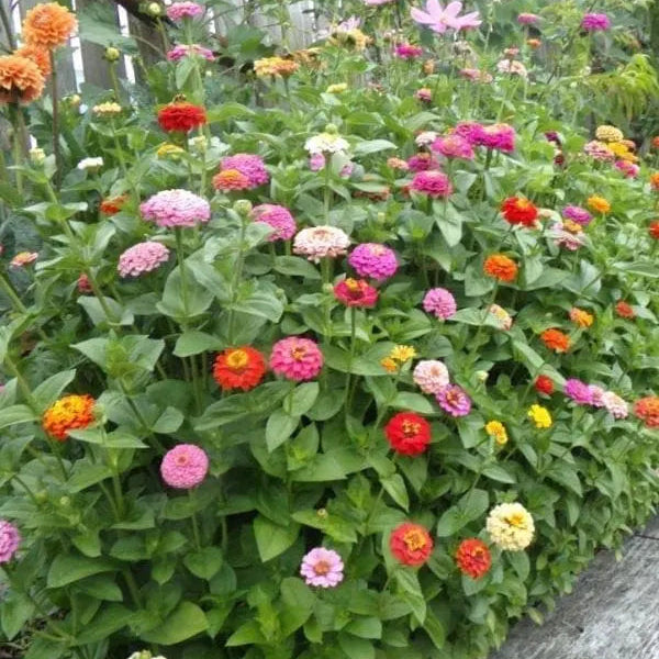 Mélange de zinnia 'Come & Cut Again'