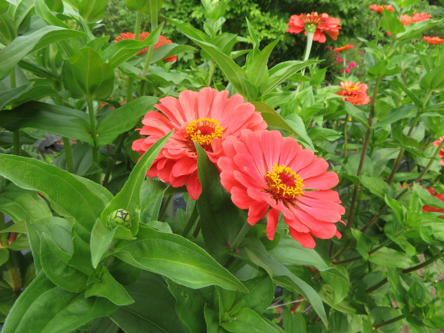 Zinnia 'Coral'
