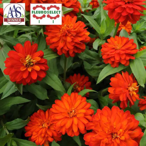 Zinnia Double Zahara™ 'Fire'
