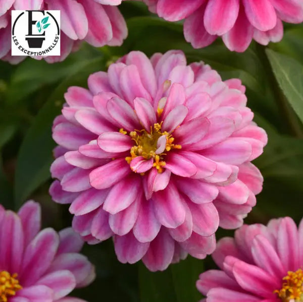 Zinnia Double Zahara™ 'Raspberry Ripple'