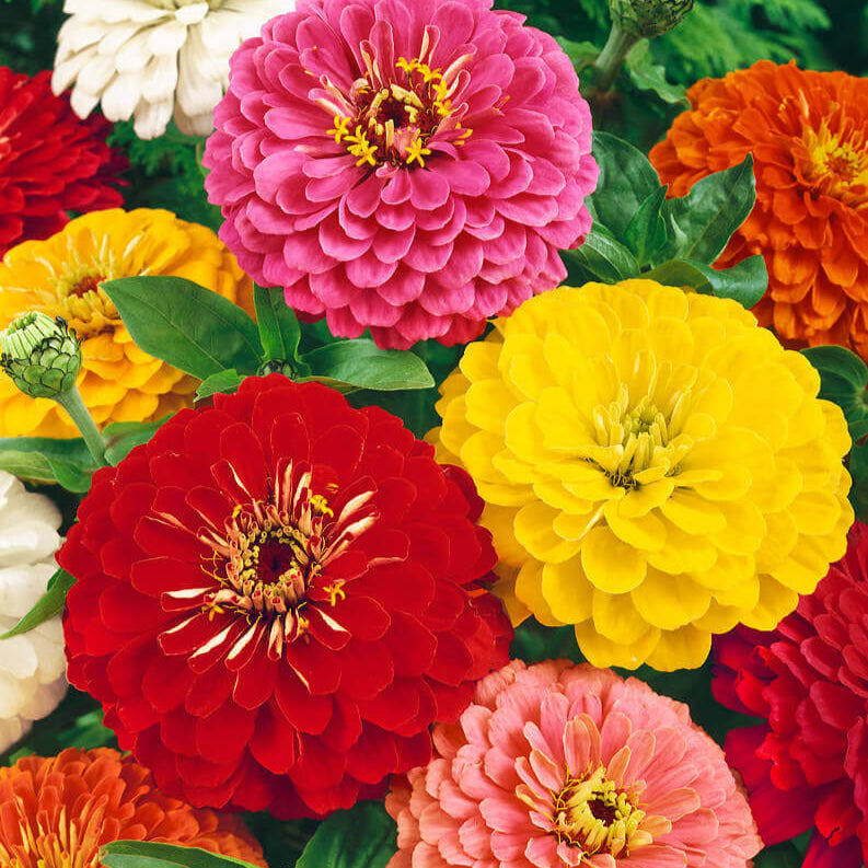 Mélange de zinnia 'Géants de Californie'