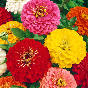 Mélange de zinnia 'Géants de Californie'
