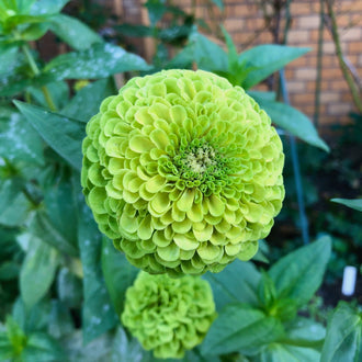 Une grande fleur vert lime forme une rosette ronde au centre de l’image. Ses pétales courts et arrondis se superposent autour d’une petite zone centrale plus sombre et très serrée. Une autre fleur verte apparaît dessous, près de grandes feuilles allongées. Des tiges vertes traversent le groupe, avec un mur brun aux lignes horizontales dans le fond.