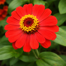 Zinnia 'Gift' bio