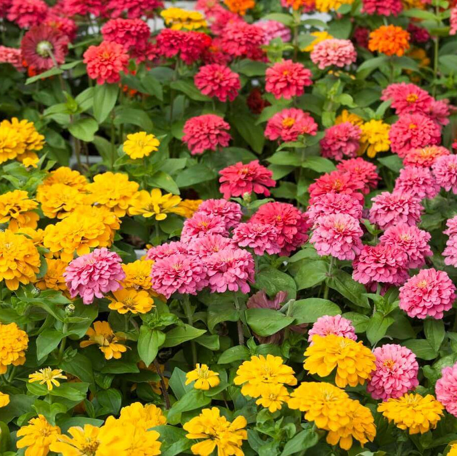 Mélange de zinnia 'Pom Pom ou Lilliput'
