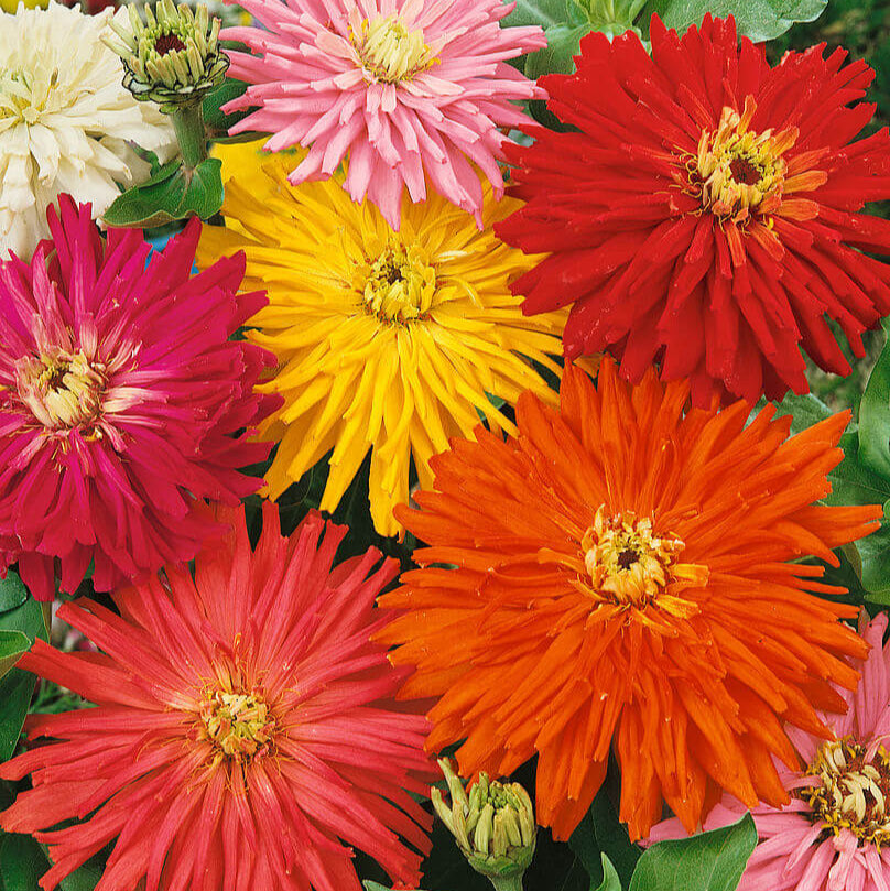  Zinnia 'Cactus Flower Mix'