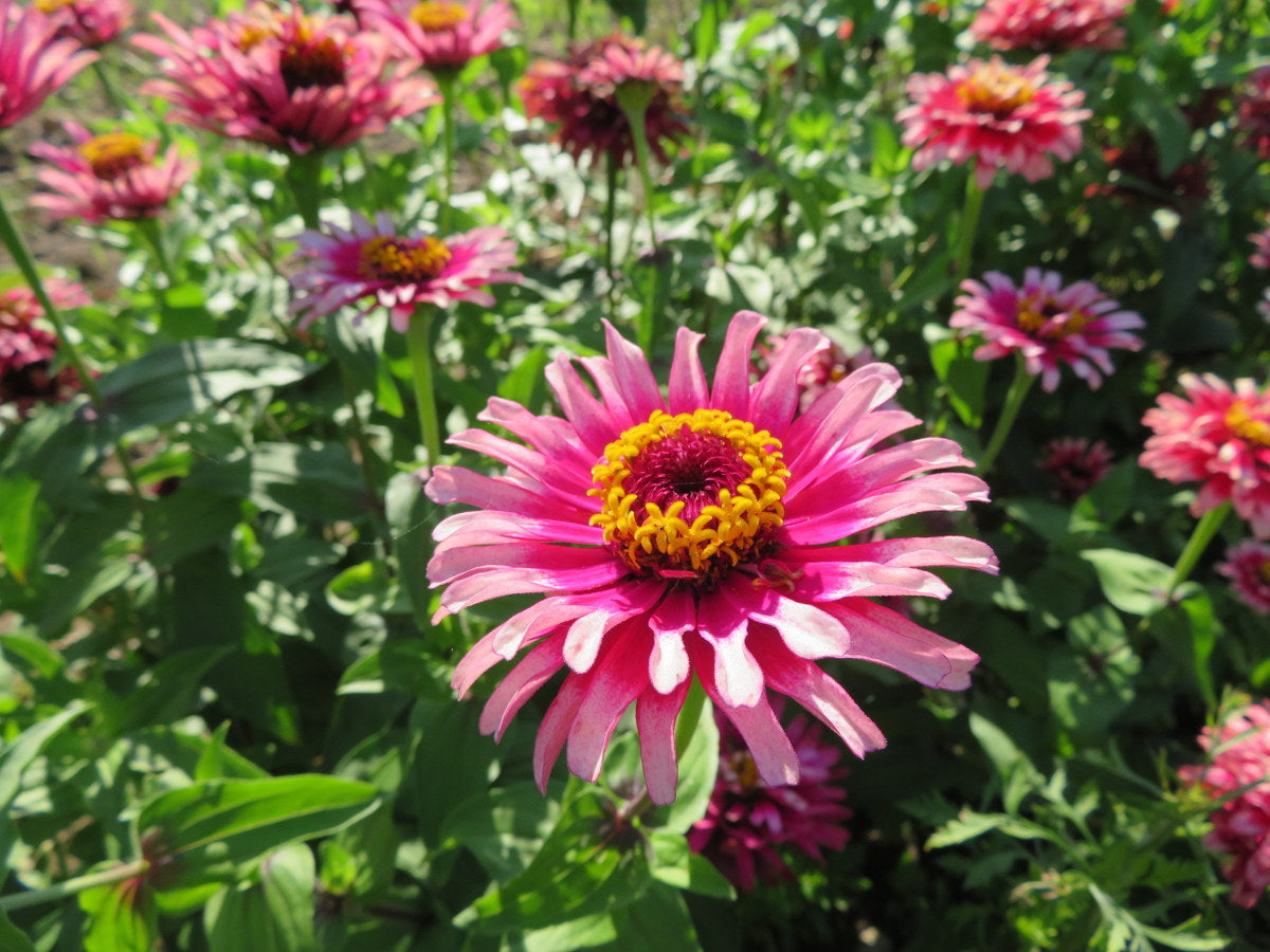 Zinnia 'Mazurkia'