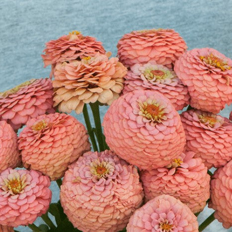 Zinnia 'Oklahoma Salmon' bio