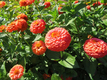 Zinnia 'Oklahoma Salmon Pink'
