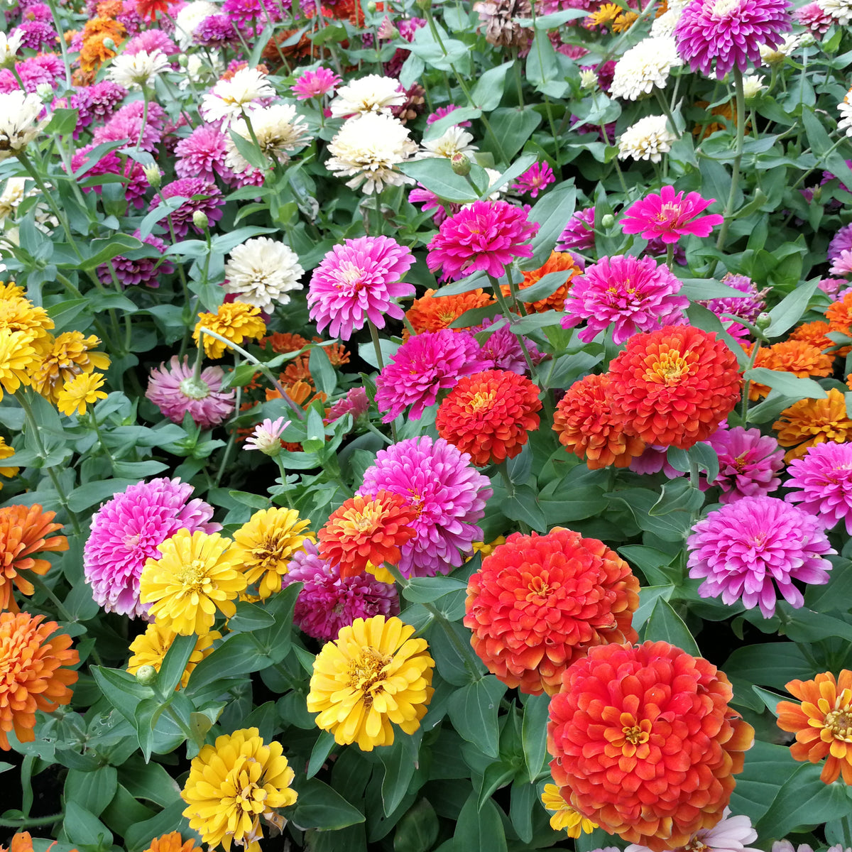 Mélange de zinnia 'Oklahoma'