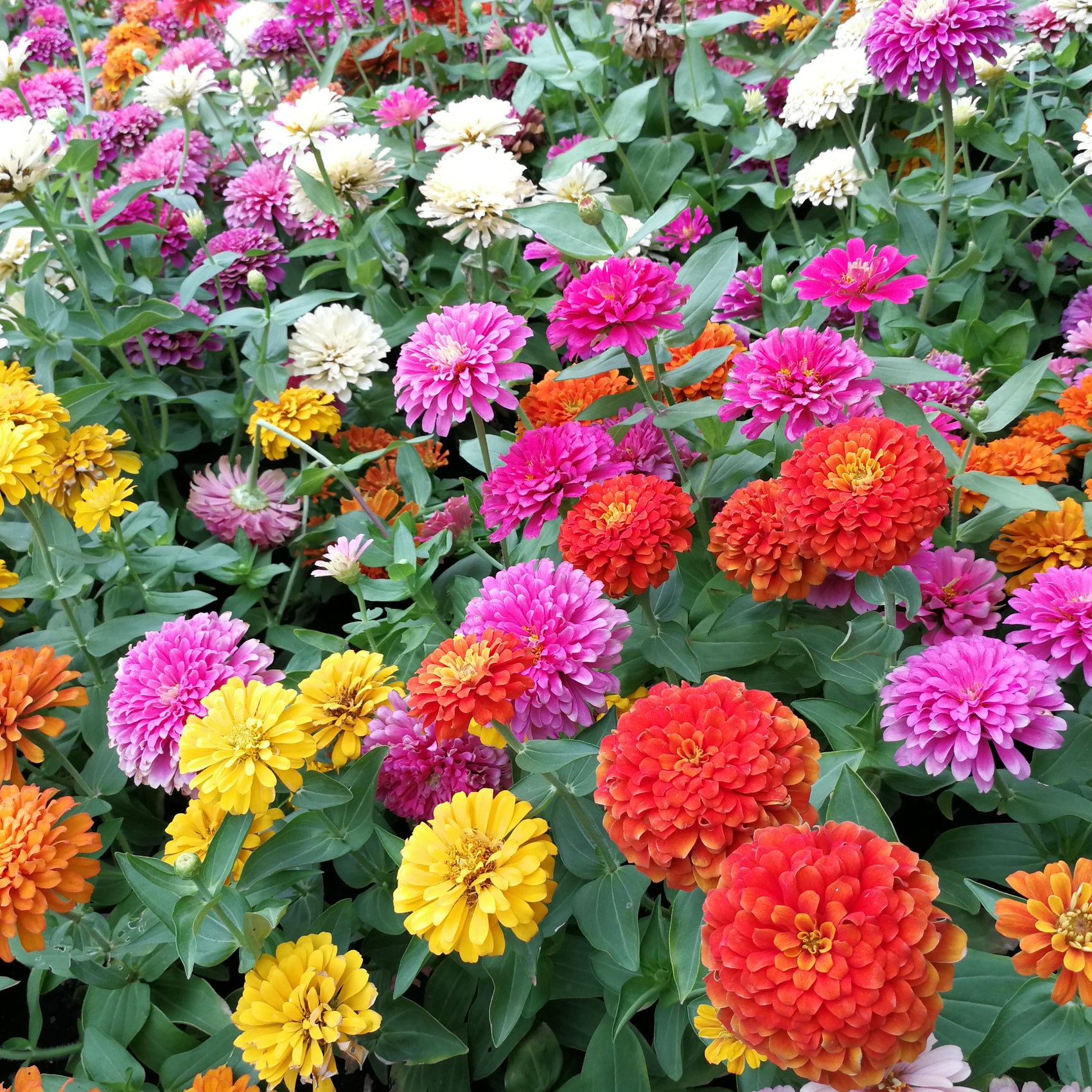 Mélange de zinnia 'Oklahoma'