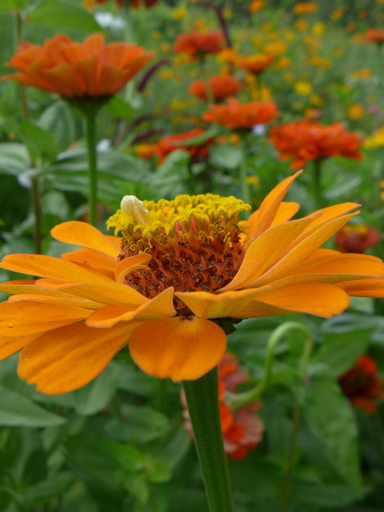 Zinnia 'Oriole'