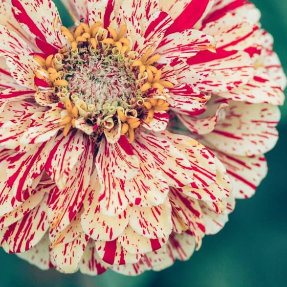 Organic 'Peppermint Stick' Zinnia Mix