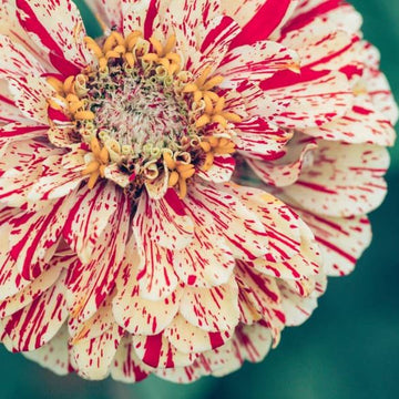 Mélange de zinnia 'Peppermint Stick' bio