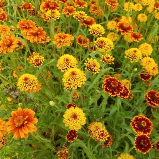 Zinnia 'Persian Carpet' bio