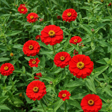 Zinnia 'Peruvian Red' bio