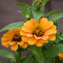 Zinnia 'Peruvian Yellow' bio