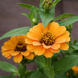 Zinnia 'Peruvian Yellow' bio