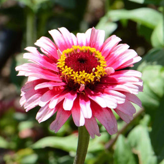 Une fleur rose et blanche se détache sur une tige verticale. Les pétales allongés présentent des bases rose foncé et des pointes plus claires, légèrement repliées. Une couronne de petits éléments jaunes entoure le centre rouge sombre. Des feuilles vertes larges et plusieurs formes végétales moins distinctes composent le fond, derrière la fleur du premier plan.