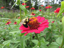 Zinnia 'Sanguinea Cupcake'