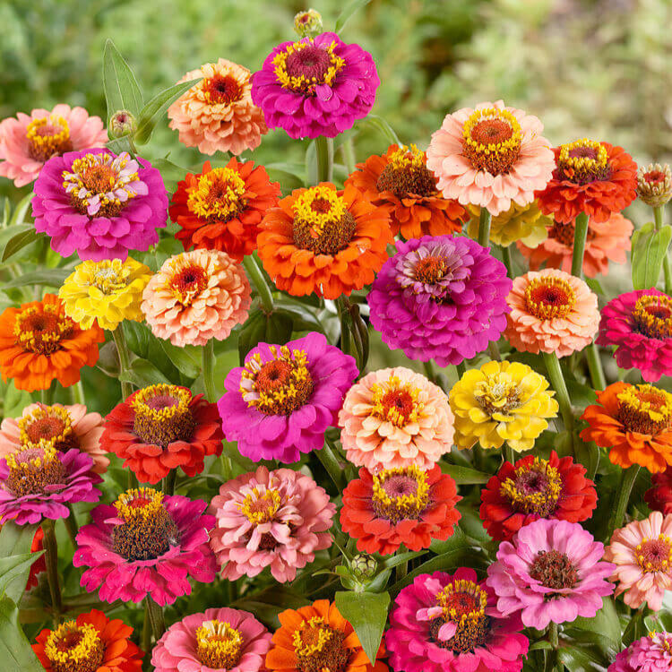Zinnia 'Thumbelina Mixed Colors'