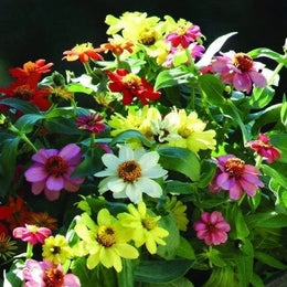 Mélange de zinnia Zahara®