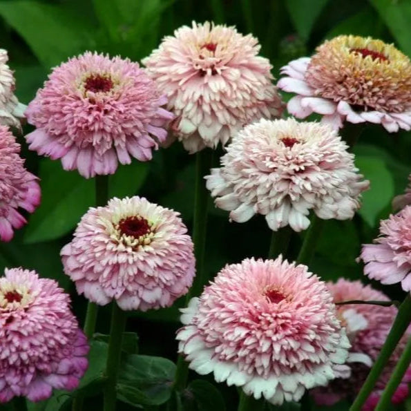 Zinnia 'Zinderella Lilas'