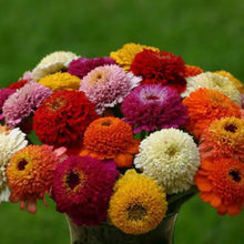 Mélange de zinnia 'Zinderella'