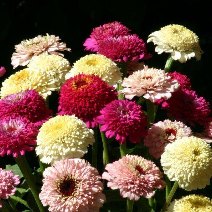 Mélange de zinnia 'Zinderella'