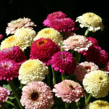 Mélange de zinnia 'Zinderella'