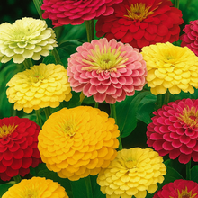 Zinnia 'Tetra'