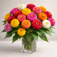 Zinnia mix 'Oklahoma'