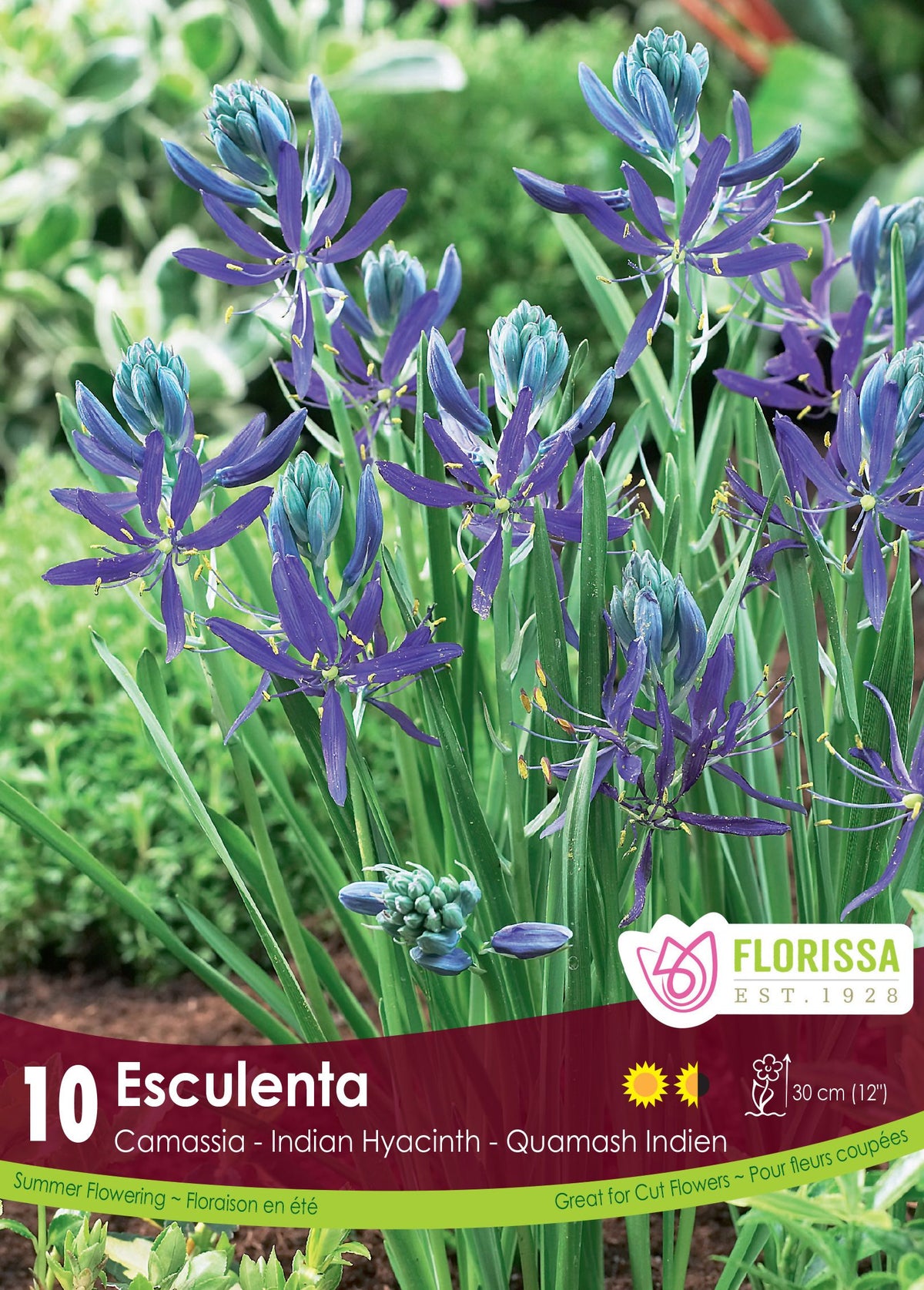 Camassia quamash ( Camassia quamash ) : des épis de camassias bleu violet parmi leurs feuilles vertes. Le visuel Florissa présente la plante et son nom dans la partie inférieure de l’étiquette. La photographie occupe presque toute la surface, tandis que le bandeau du bas rassemble les indications du produit. Cette vue permet de reconnaître son apparence et de distinguer la variété présentée.