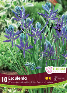 Camassia quamash ( Camassia quamash ) : des épis de camassias bleu violet parmi leurs feuilles vertes. Le visuel Florissa présente la plante et son nom dans la partie inférieure de l’étiquette. La photographie occupe presque toute la surface, tandis que le bandeau du bas rassemble les indications du produit. Cette vue permet de reconnaître son apparence et de distinguer la variété présentée.