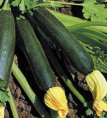 Illustration associée à Courgette hybride Diamante Nero F1, dans la gamme Weston. Diamante Nero F1 est une courgette hybride; les fruits se récoltent jeunes et régulièrement pour préserver leur texture tendre. Le visuel permet de repérer la référence et l’aspect présenté pour cette sélection. Les dimensions et les couleurs observées au jardin dépendent du stade de croissance et des conditions de culture.