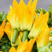 Illustration associée à Courgette à fleurs, dans la gamme Weston. Cette sélection est proposée pour la récolte de fleurs de courgette, à cueillir délicatement et à cuisiner rapidement après la coupe. Le visuel permet de repérer la référence et l’aspect présenté pour cette sélection. Les dimensions et les couleurs observées au jardin dépendent du stade de croissance et des conditions de culture.