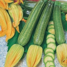 Semences Zucchini 'San Pasquale' (Cucurbita pepo)