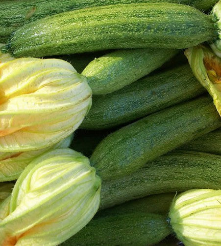 Illustration associée à Courgette Striato Pugliese, dans la gamme Weston. Striato Pugliese porte des courgettes vertes côtelées et striées; leurs tranches dessinent un contour marqué, intéressant dans les poêlées. Le visuel permet de repérer la référence et l’aspect présenté pour cette sélection. Les dimensions et les couleurs observées au jardin dépendent du stade de croissance et des conditions de culture.