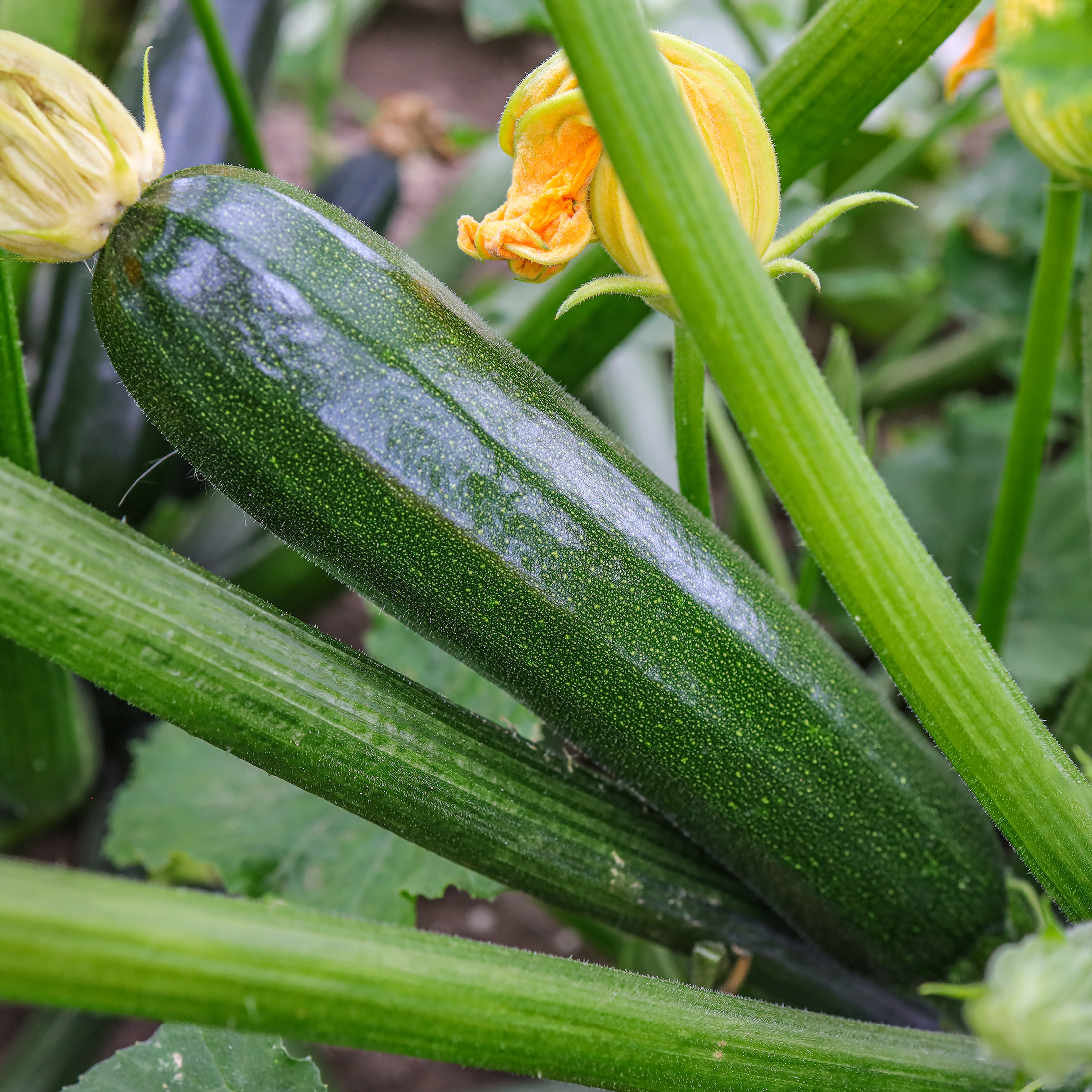 Zucchini Easy Pick vert