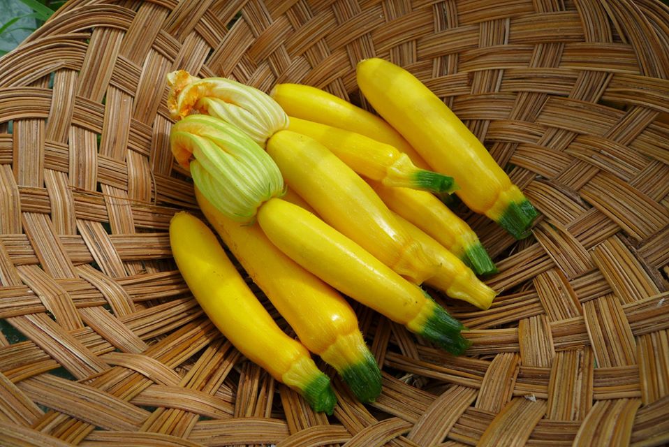 Zucchini 'Ananashyi'