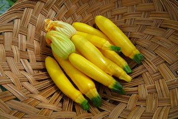 Zucchini 'Ananashyi'