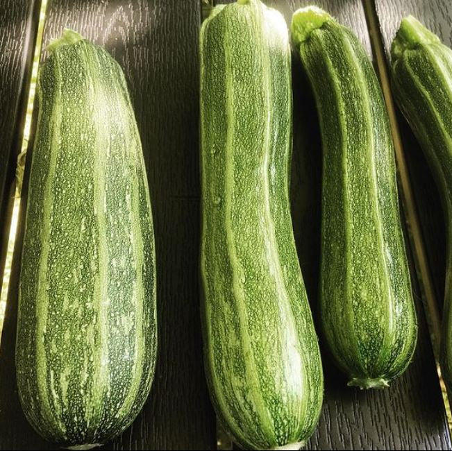 Sachet d’environ 4 graines biologiques de courgette ‘Cocozelle’ ( Cucurbita pepo ), certifiées par Ecocert Canada. Cette variété annuelle italienne, patrimoniale et à pollinisation libre forme un plant buissonnant qui produit des fruits allongés vert foncé à rayures vert clair, légèrement côtelés et au goût noisetté. Récoltez-les autour de 15 à 20 cm pour conserver une peau tendre et une chair ferme.
