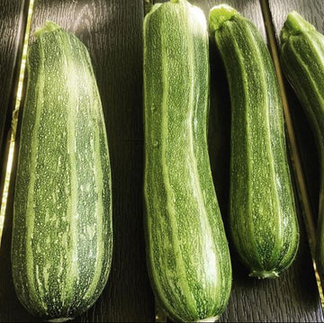 Zucchini 'Cocozelle' bio