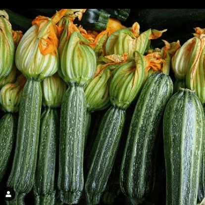 Sachet d’environ 4 graines biologiques de courgette ‘Costata Romanesco’ ( Cucurbita pepo ), certifiées par Ecocert Canada. Cette variété annuelle italienne, patrimoniale et à pollinisation libre produit des fruits vert clair à relief marqué et à saveur noisettée. Gaia recommande une récolte autour de 15 cm pour conserver une peau tendre et une chair ferme.