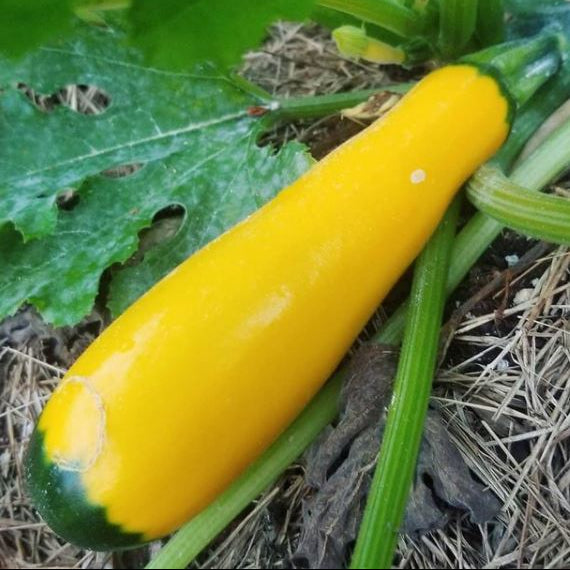 Sachet d’environ 20 graines biologiques de courgette ‘Golden’ ( Cucurbita pepo ), certifiées par Ecocert Canada. Cette variété annuelle, patrimoniale et à pollinisation libre forme un plant buissonnant de 45 à 60 cm de hauteur qui produit des courgettes jaune vif à saveur douce et à chair croquante. Récoltez les fruits jeunes, fermes et brillants.