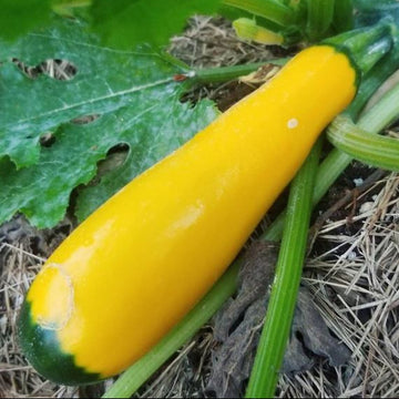 Zucchini 'Golden Zucchini' bio