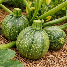 Zucchini 'Ronde de Nice' bio