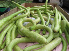 'Sicilian' Zucchini